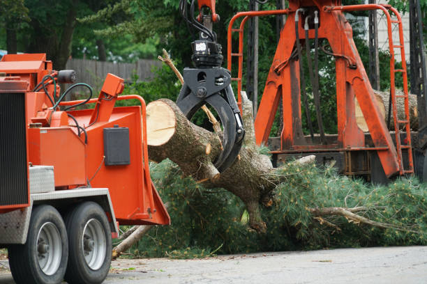 Trusted Evansville, WI Tree Care Services Experts